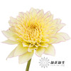 大丽花 | 腮红 商品缩略图3