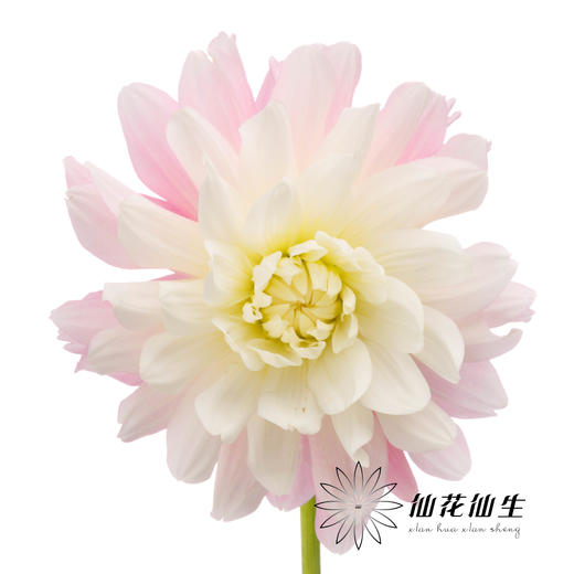 大丽花 | 糖果 商品图2