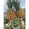 【醒粉福利24.9元4.5斤「2个装」】海南金钻凤梨  大果 单个大小保2斤 商品缩略图3