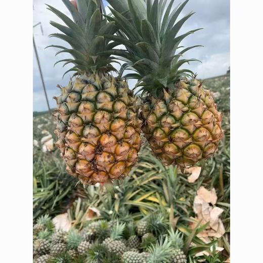 【醒粉福利24.9元4.5斤「2个装」】海南金钻凤梨  大果 单个大小保2斤 商品图3