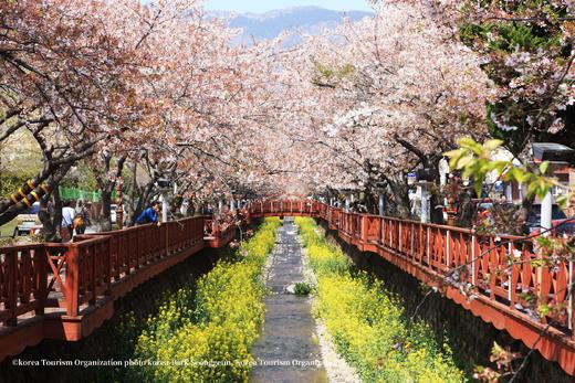 韩国樱花主题三飞8天摄影团：  济州岛、镇海、釜山、首尔的粉雪世界里定格浪漫光影 商品图2
