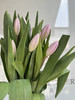 国产郁金香-【香芋浅紫辛夷】 商品缩略图1