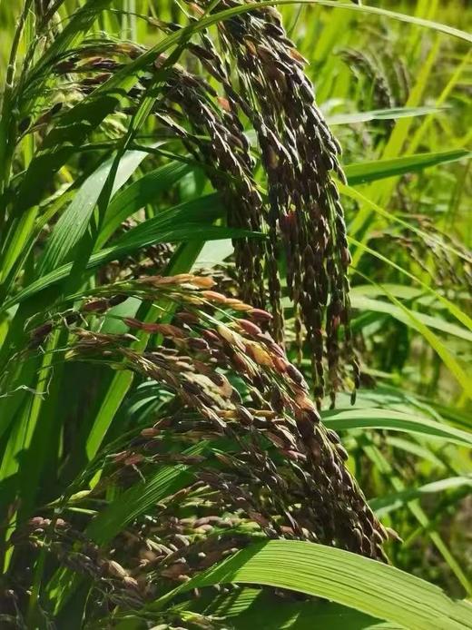 【墨江老品种紫米】| 元和优选 口感软糯颗粒均匀食味香甜 500/1袋 商品图2