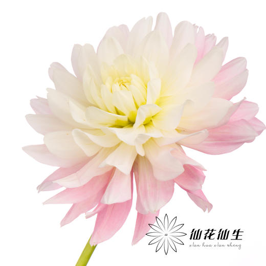 大丽花 | 糖果 商品图0