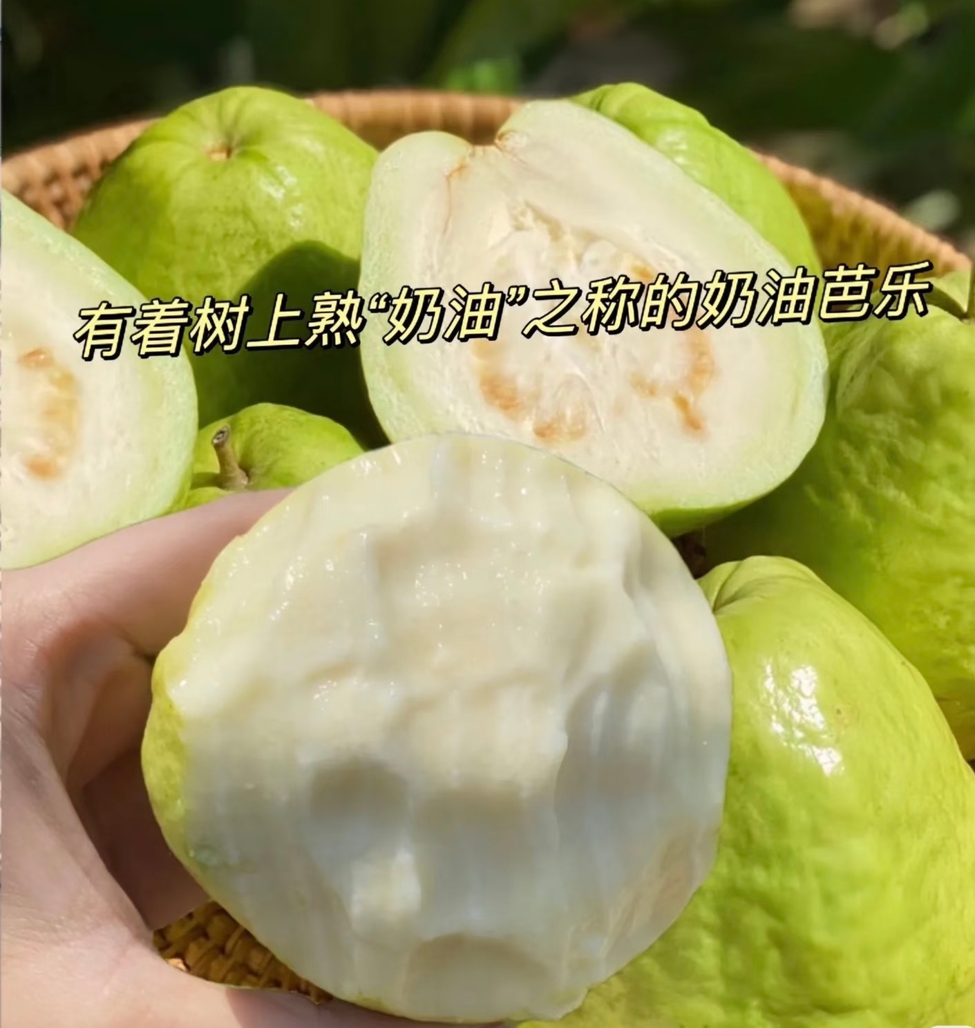 周一取货：【心动奶油芭乐】一箱毛重3斤左右，香甜，软糯，丝滑。