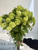 国产花材-开花【木绣球】A 商品缩略图0