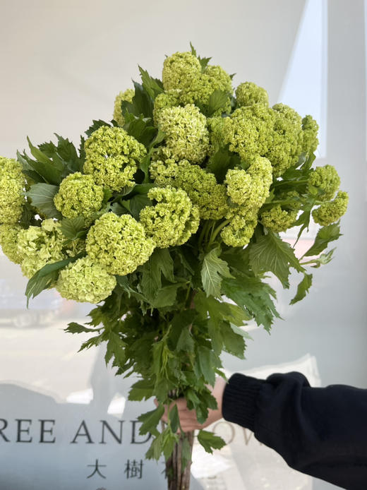 国产花材-开花【木绣球】A 商品图0