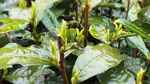 2026年明前老树狮峰龙井  正宗西湖龙井，认准官方茶标 商品图9