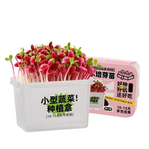 【29.9元任选3大盒❗️水培盆栽】柚芽儿童种植水培植物盆栽 小学生发芽蔬菜生长盒 水养无土栽培 商品图9