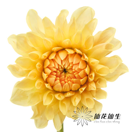 大丽花 | 浅色阳光橙 商品图0