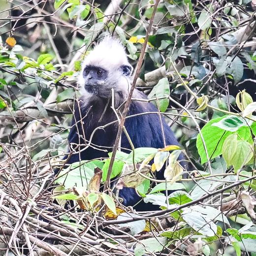 【暑假】何以岭南，在百越之地约会广西神奇生物【山海经】 7天6晚 商品图1
