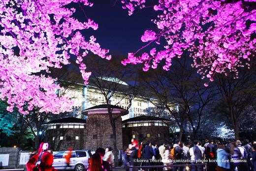 韩国樱花主题三飞8天摄影团：  济州岛、镇海、釜山、首尔的粉雪世界里定格浪漫光影 商品图11