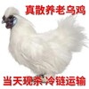 正宗泰和原种乌鸡现杀现发整只发货 顺丰京东冷链发货750g左右/*3只 商品缩略图0