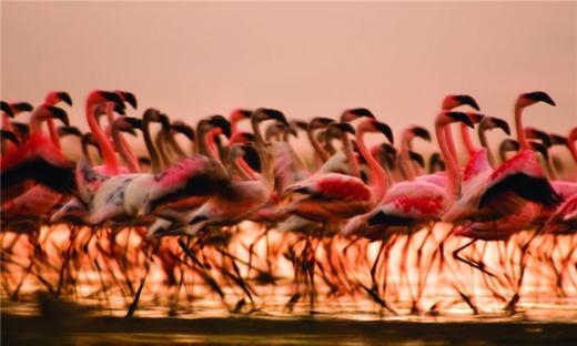 【五一、暑假、国庆】<肯尼亚10天-6人VIP小团>奈瓦沙湖 Sopa 动物庄园酒、纳库鲁湖、安博塞利、纳瓦沙湖、星月岛徒步、纳库鲁国家公园、马赛马拉、长颈鹿公园、内罗毕国家博物馆 商品图0