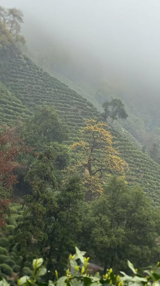 2026年明前老树狮峰龙井  正宗西湖龙井，认准官方茶标 商品图10