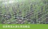 臻选源自高原与峡山湖  自有基地的优质芦笋2斤装 商品缩略图1