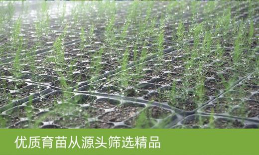 臻选源自高原与峡山湖  自有基地的优质芦笋2斤装 商品图1