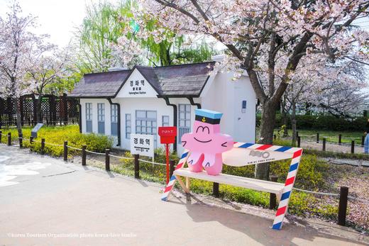 韩国樱花主题三飞8天摄影团：  济州岛、镇海、釜山、首尔的粉雪世界里定格浪漫光影 商品图7