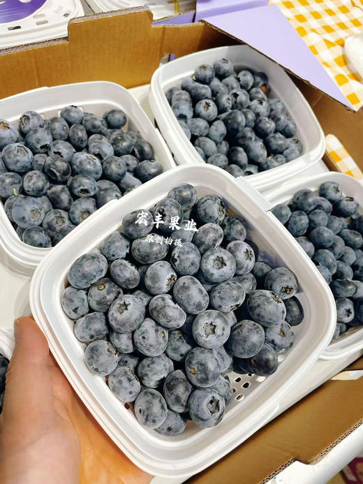 宏丰精选 云南花香蓝莓，口感纯甜，超级好吃，活动价39.9一桶 商品图10
