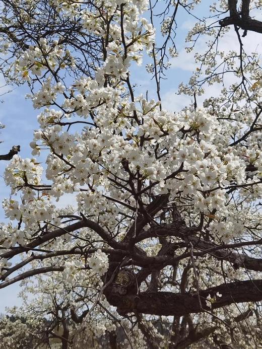 【成都植物园】4.25/5.1/5.4【马陆老师带队：忙趁东风放纸鸢】植物园赏春花+春燕动植物科普课、空气动力学知识；莎燕风筝非遗手作、放风筝技巧讲解、风筝比赛 商品图2