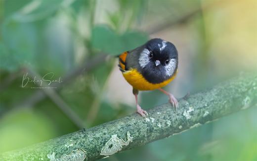 拍鸟专线·云南·高黎贡山： 百花岭鸟类+中缅边境+菲氏叶猴摄影8天 商品图2