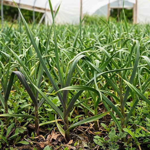 【安心优选】紫皮鲜蒜 1斤 2026年新鲜大蒜头 腌制糖蒜时令蔬菜  商品图2