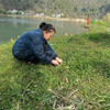 生态青团元宝（基地直发-顺丰空运包邮）| 10/20个装，多种口味，来自浙江临安，生产者：潘新梅【合作生产，公平贸易】 商品缩略图14