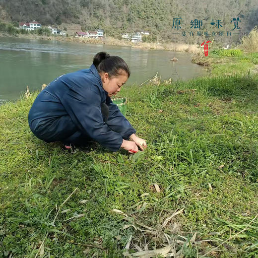 生态青团元宝（基地直发-顺丰空运包邮）| 10/20个装，多种口味，来自浙江临安，生产者：潘新梅【合作生产，公平贸易】 商品图14