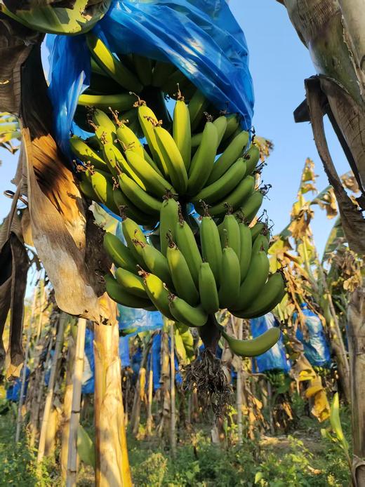 零农残绿香蕉|漳州圆通直发 商品图2