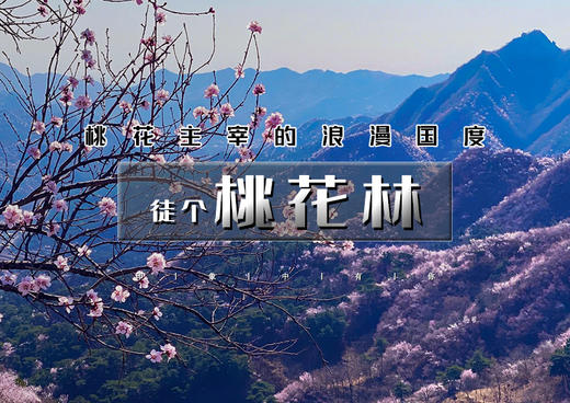 1日｜桃花林｜一路山桃花の燕京八景之一银山塔林-桃花林10公里穿越<初级> 商品图0