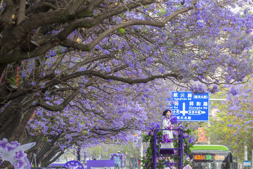 川西南花韵7天： 王岗坪贡嘎云海、邛海日落、西昌蓝花楹、会理古城、迤沙拉彝寨、攀枝花凤凰花 商品图7