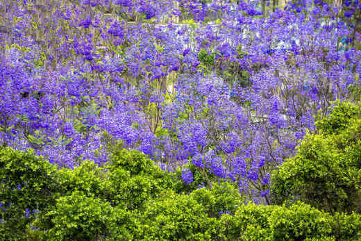 川西南花韵7天： 王岗坪贡嘎云海、邛海日落、西昌蓝花楹、会理古城、迤沙拉彝寨、攀枝花凤凰花 商品图11