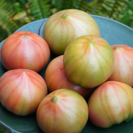 010草莓番茄  水果番茄  自然成熟 绿肩爆汁 皮薄肉沙 酸甜浓郁 晶莹果冻 内蒙古好物  孕妇小孩放心 商品图7