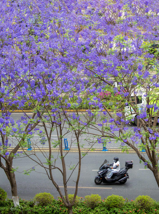 川西南花韵7天： 王岗坪贡嘎云海、邛海日落、西昌蓝花楹、会理古城、迤沙拉彝寨、攀枝花凤凰花 商品图10
