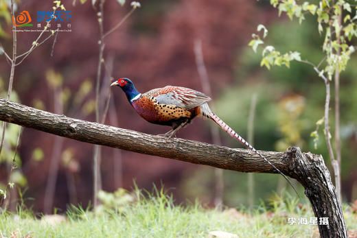 拍鸟专线·云南·高黎贡山： 百花岭鸟类+中缅边境+菲氏叶猴摄影8天 商品图6