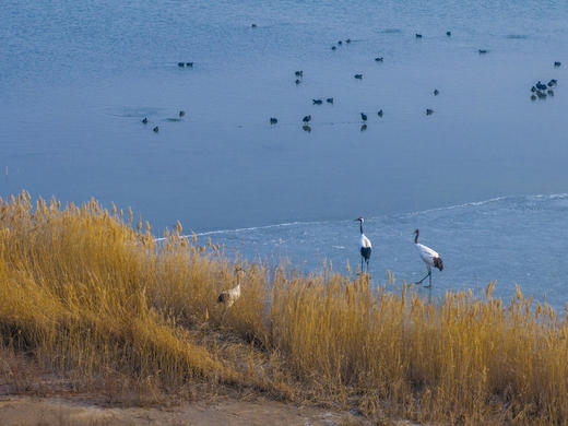 拍鸟专线·丹东鸭绿江口&营口鸟浪、石城岛屿黑面琵鹭’、大连城市风光6日摄影团 商品图2