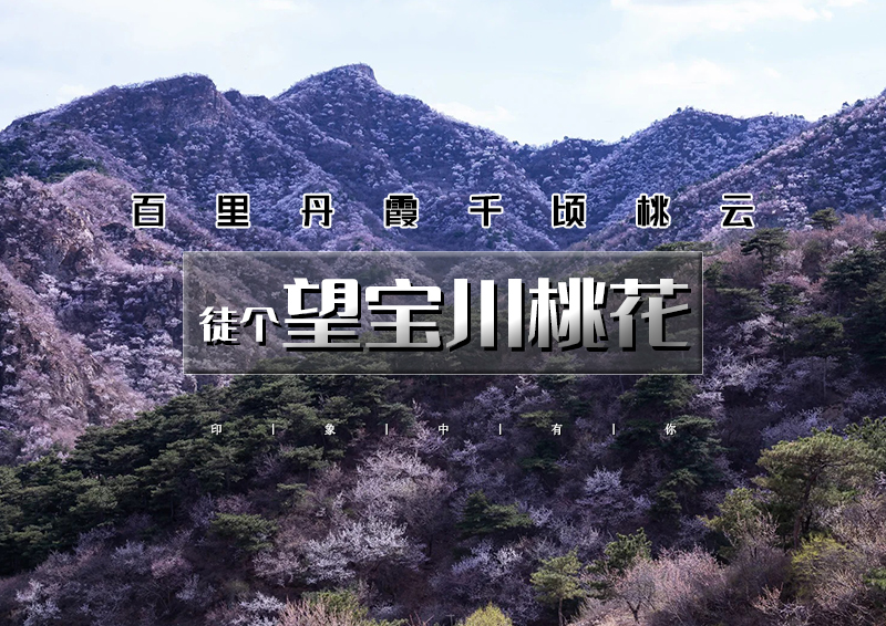 1日｜望宝川桃花｜百里丹霞千顷桃云の望宝川-东水峪桃花海环线10公里<初级>