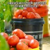 【普罗旺斯西红柿】果肉细沙厚实，一口飚汁，轻食减脂配餐，榨汁绝绝子，整个培育过程中保持不施化肥、🔥0膨大剂、0催红素，保证其最原始最纯真的样子自然生长 商品缩略图8