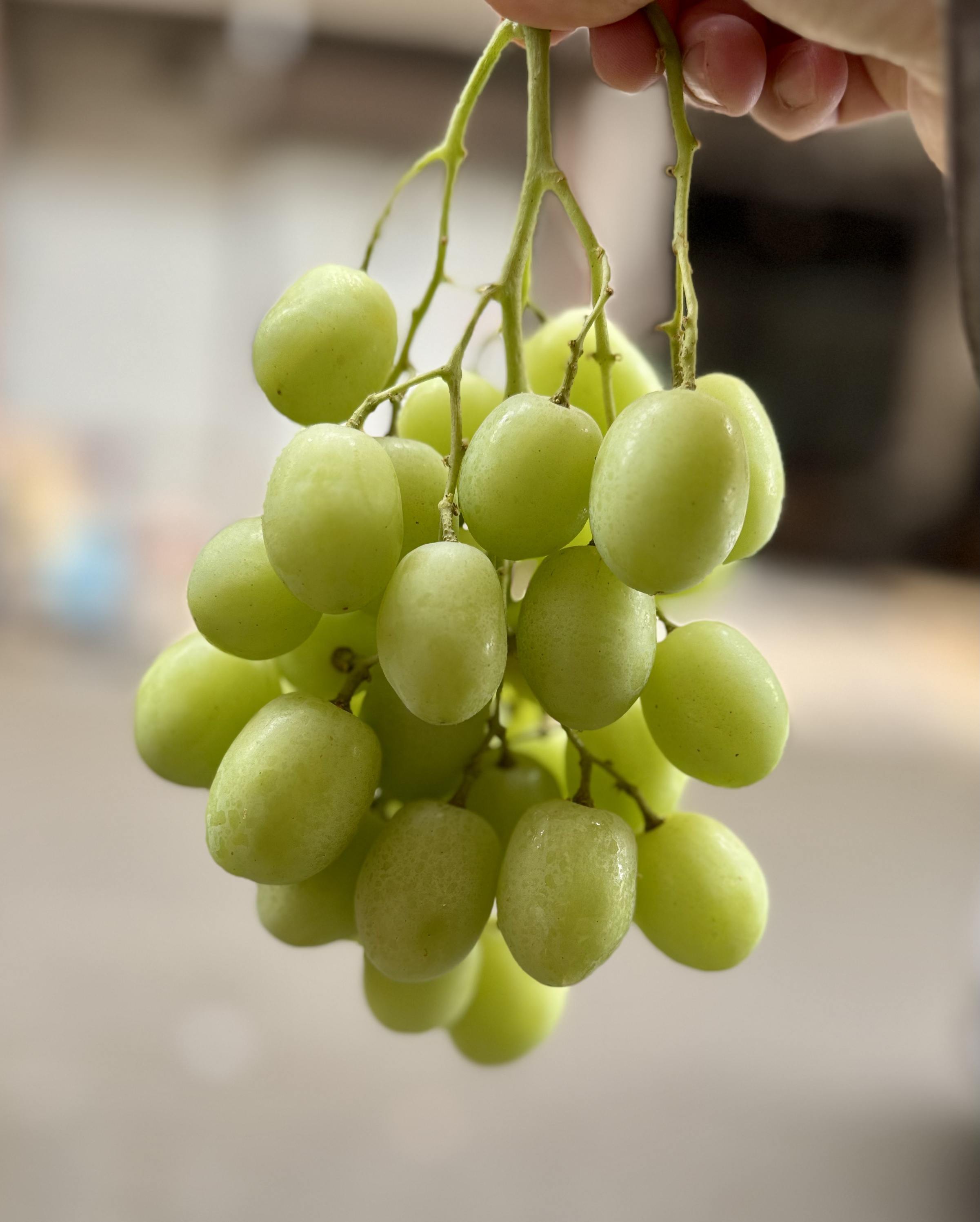 【进口】超脆甜！澳洲的，非智利。甜地球，纯甜无籽不带一丝涩，入口爆爆珠，水冲冲一颗接一颗，好爽，孩子超爱。