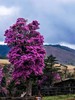 老药山高山杜鹃&雪山秘境、日照金山、白水台、太子十三峰、雪达村梅里雪山倒影7天摄影团（商务小车） 商品缩略图2