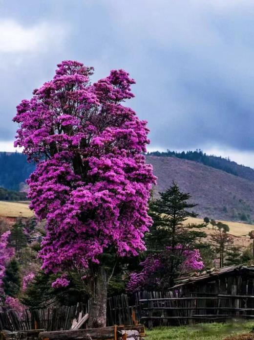 老药山高山杜鹃&雪山秘境、日照金山、白水台、太子十三峰、雪达村梅里雪山倒影7天摄影团（商务小车） 商品图2