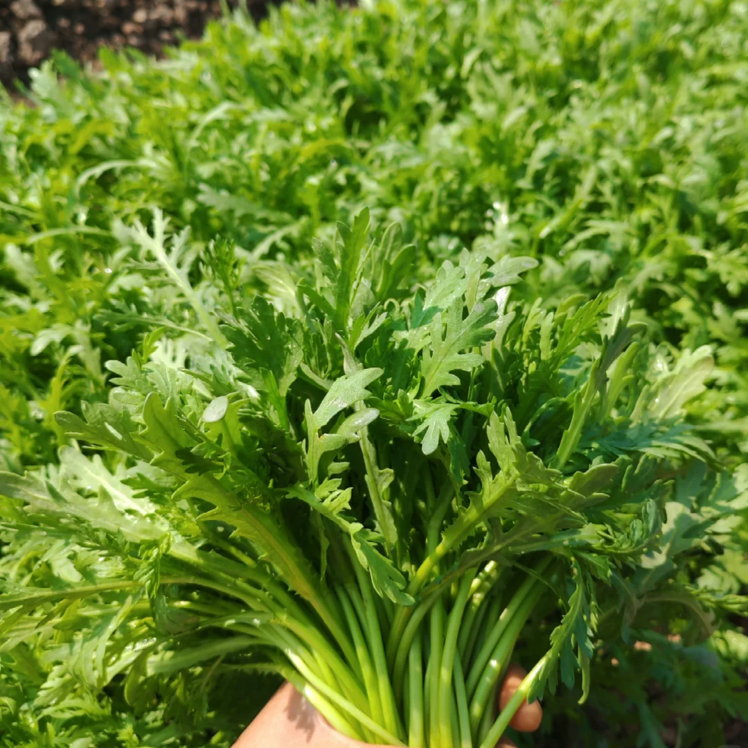 鸿翠园 有机茼蒿