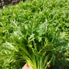 鸿翠园 有机茼蒿 商品缩略图0