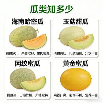 京鲜生 海南网纹蜜瓜 1粒装 单果2斤起 生鲜水果 商品图2