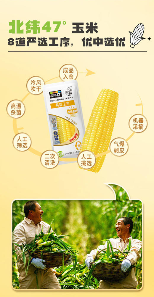 北纬47度黄糯玉米240g*8支装  JCT 商品图1
