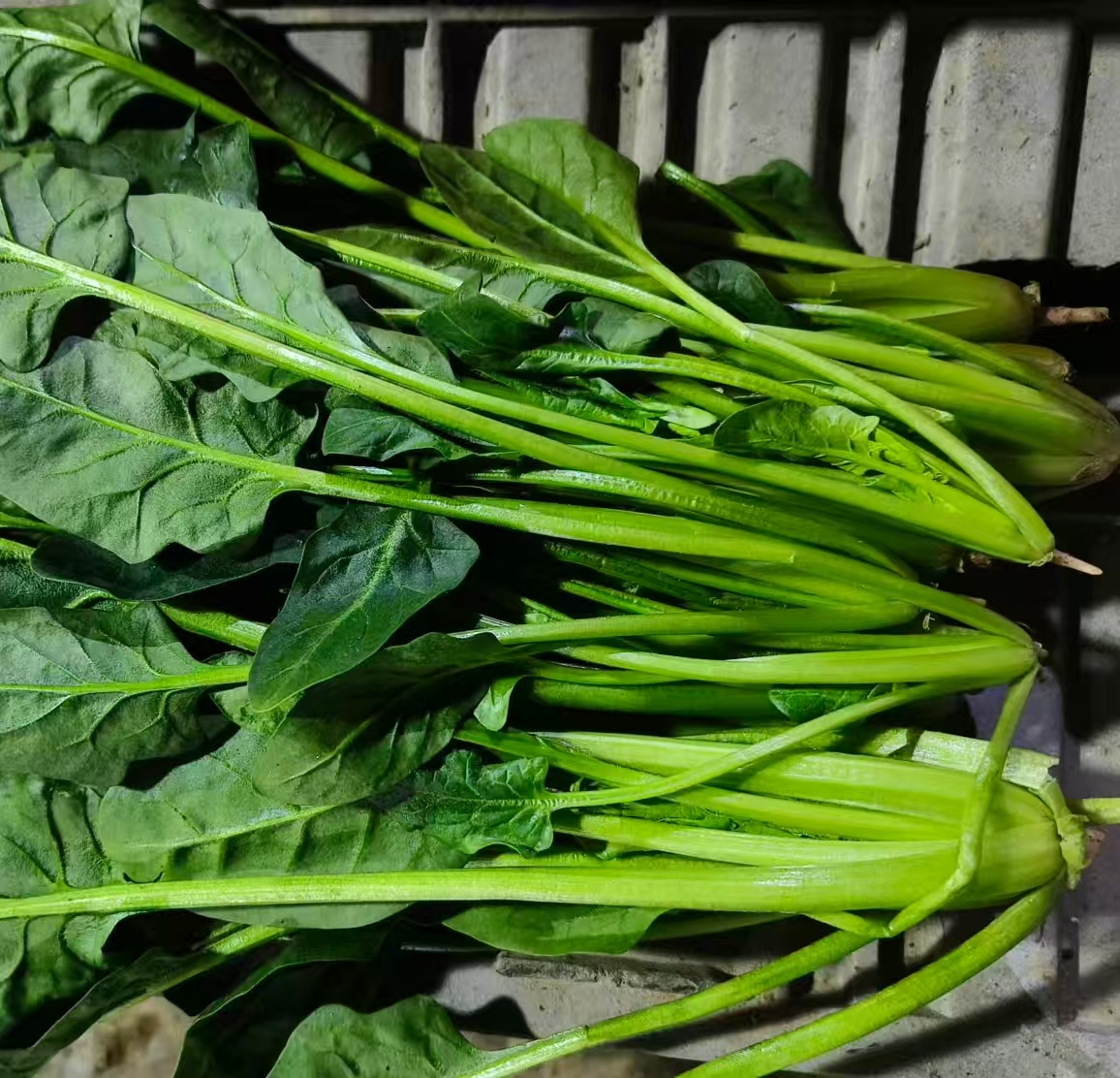 鸿翠园 有机菠菜