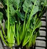 鸿翠园 有机菠菜 商品缩略图0