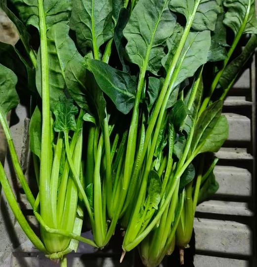 鸿翠园 有机菠菜 商品图0