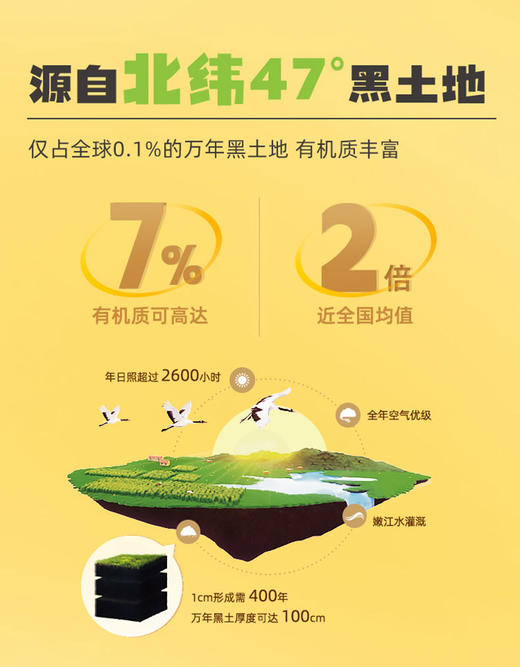 北纬47度黄糯玉米240g*8支装  JCT 商品图2