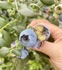 L25蓝莓18+（桶装）1.2kg 商品缩略图1